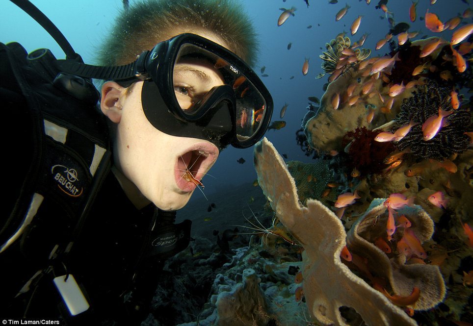 Креветки чистят зубы дайверу.