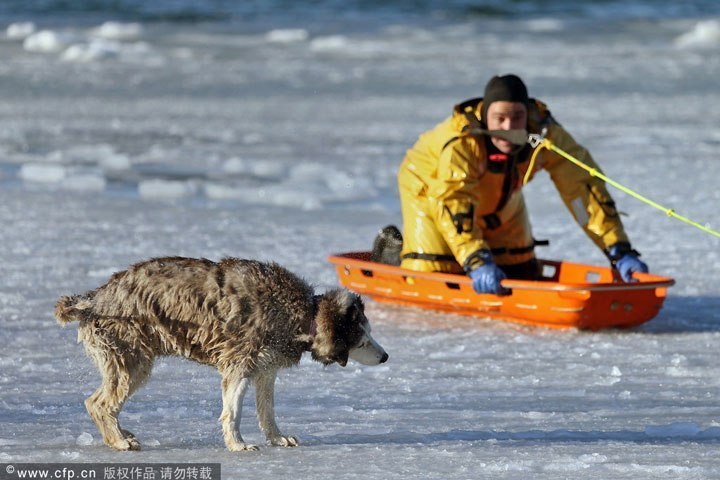 Спасение 13-летней хаски Сильви из залива Плежэ около Бостона
