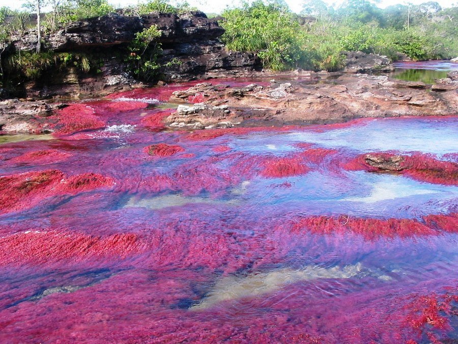El Cañón de los Cristales es el río más hermoso de la Tierra. - 8