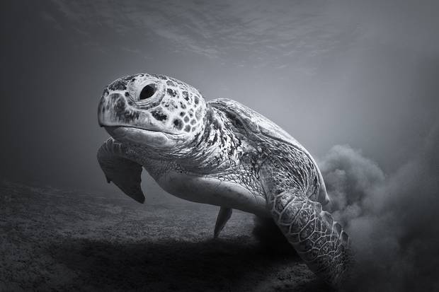 Лучшие фотографии с фотоконкурса ZSL Animal Photography Prize 2013. - 5