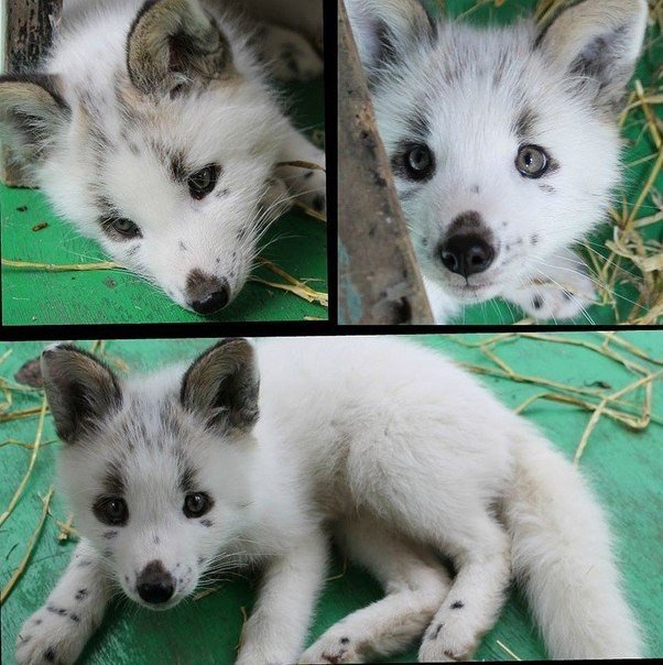 Une renarde nommée Vesna. - 6