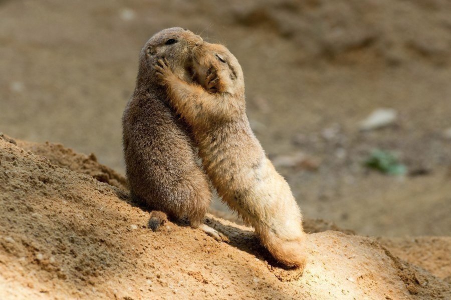 Луговые собачки обнимаются в зоопарке Праги, Чехия