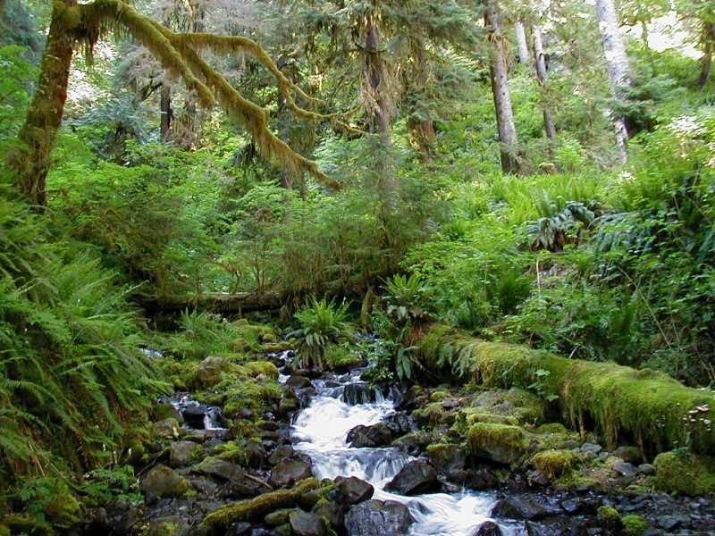 El Bosque Pluvial de Hoh (Hoh Rainforest), en el Parque Nacional Olímpico del estado de Washington, Estados Unidos, es un lugar de gran belleza y sorprendente diversidad biológica. - 8