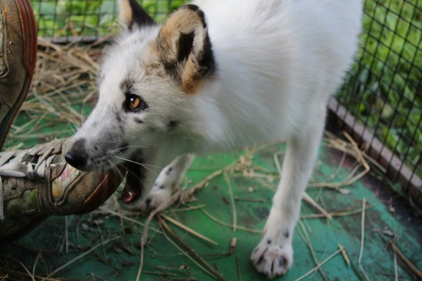 Ручная лиса по кличке Весна.. Эту позитивную лисичку из Красноярского зоопарка зовут Весна, она абсолютная ручная и чем-то даже по характеру напоминает озорного и игривого щенка. Автор фотографий в продолжении поста воспитывает лисицу уже на протяжении го