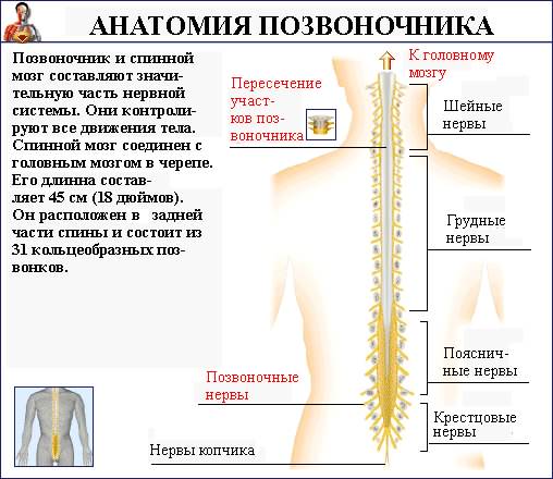 Позвоночник. Позвоночник проходит вдоль всей спины посредине, от черепа к тазу. <br>Состоит из коротких костей, позвонков, расположенных один над другим. . Всего насчитывается 34 позвонка, хотя всего 24 из них являются <br>отдельными костями, остальные об