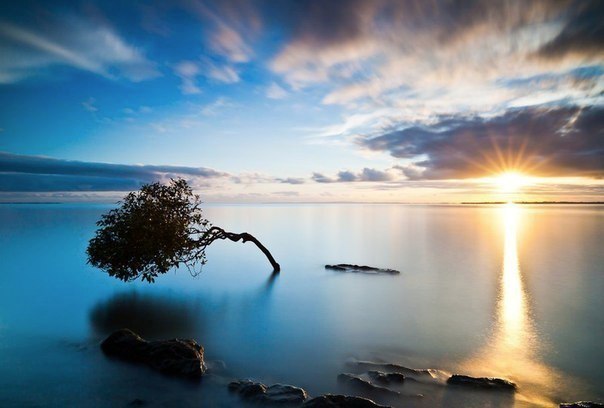 Самотнє дерево на узбережжі, Австралія