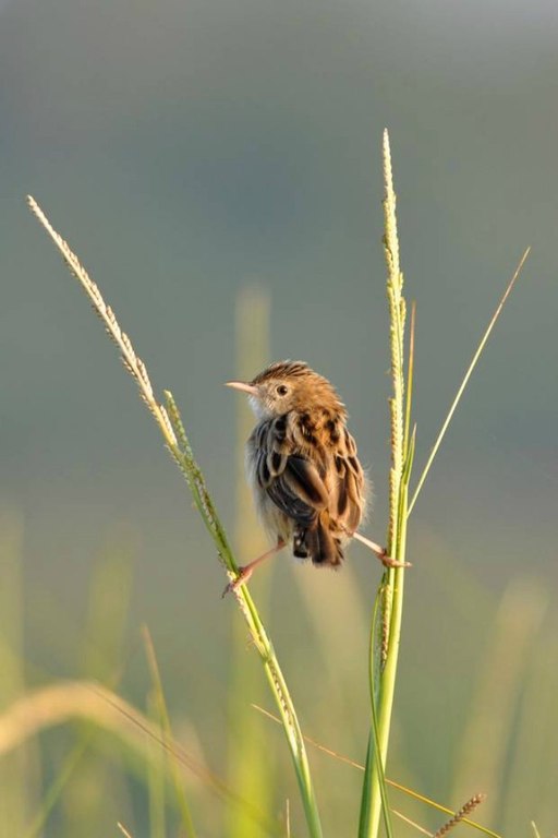 Лучшие фотографии с фотоконкурса ZSL Animal Photography Prize 2013. - 6