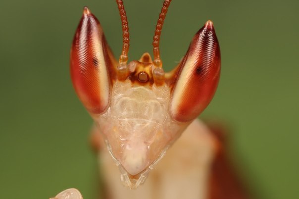Оживший цветок. Если когда-нибудь в Юго-Восточной Азии вам доведется увидеть красивый цветок орхидеи, то не удивляйтесь, что он вдруг улетит при попытке сорвать его. . Скорее всего, это замаскированный под растение богомол Hymenopus coronatus - Орхидейный - 8