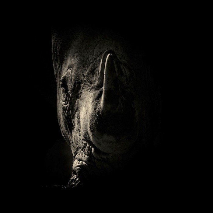 Лицом к лицу: интригующие черно-белые портреты диких животных от Alex Teuscher