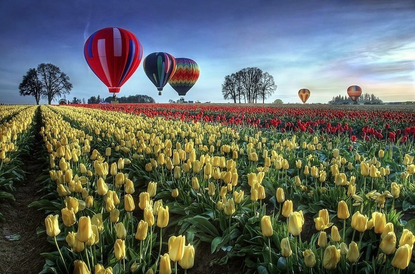 Campo de tulipanes en el estado de Oregón, Estados Unidos.