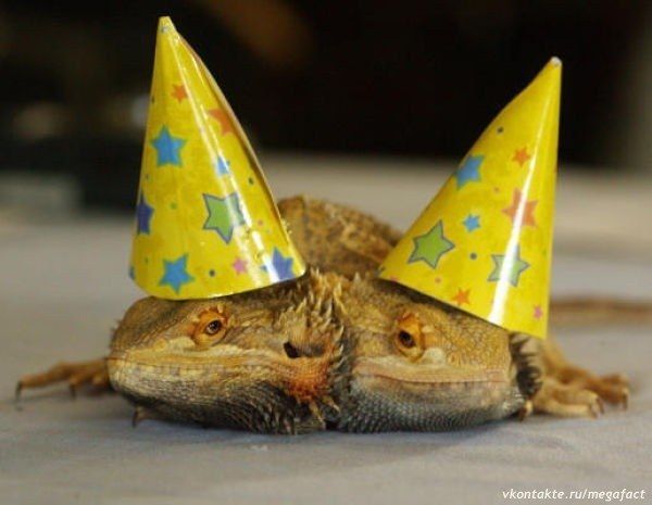 Tiere mit zwei Köpfen.