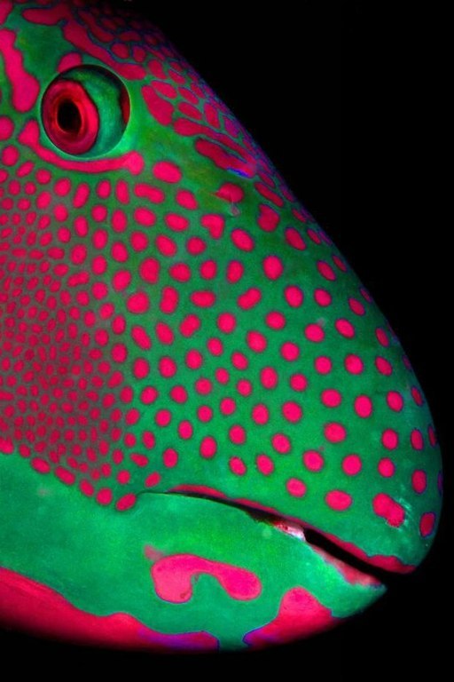 Лучшие фотографии с фотоконкурса ZSL Animal Photography Prize 2013. - 1