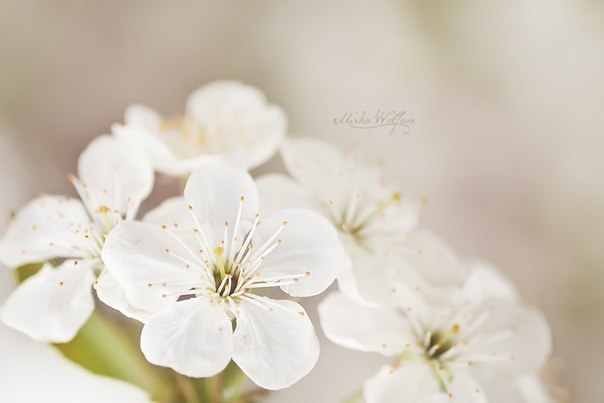 Краски весны в работах фотографа из Словакии Mirka Wolfova - 8