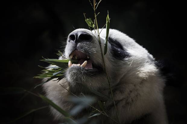 Лучшие фотографии с фотоконкурса ZSL Animal Photography Prize 2013. - 2