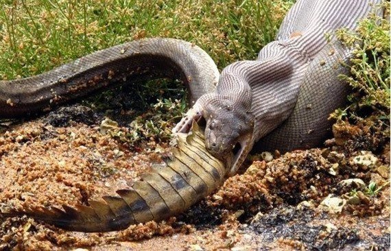 Un enfrentamiento mortal entre depredadores: una pitón contra un cocodrilo. - 5