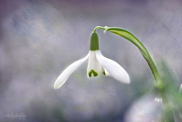 Краски весны в работах фотографа из Словакии Mirka Wolfova