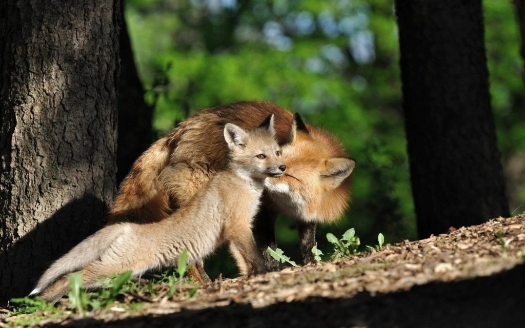 Mom and the fox, Kamchatka, Russia