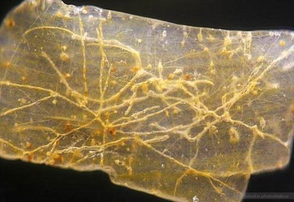 The grain under the microscope