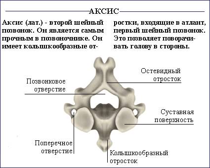Позвоночник. Позвоночник проходит вдоль всей спины посредине, от черепа к тазу. <br>Состоит из коротких костей, позвонков, расположенных один над другим. . Всего насчитывается 34 позвонка, хотя всего 24 из них являются <br>отдельными костями, остальные об - 7