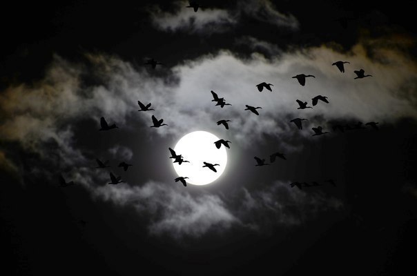 Птицы в поисках приюта, Сидней, Австралия