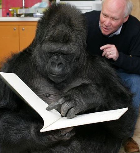 Какое животное сдало iq-тест с результатом, соответствующим нормальному уровню взрослого американца?. Горилла Коко с детства обучается учёными Стенфордского университета. Она знает более тысячи знаков языка жестов и способна понимать около двух тысяч англ