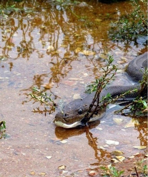 Un enfrentamiento mortal entre depredadores: una pitón contra un cocodrilo.
