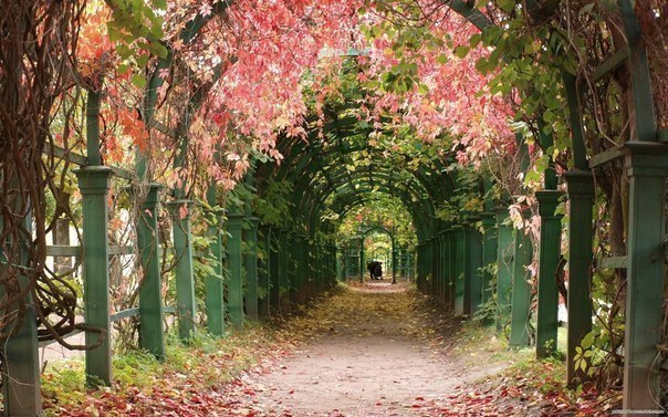 Аллея в Петергофе, Санкт-Петербург, Россия