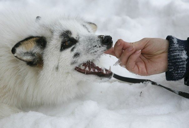 Une renarde nommée Vesna. - 5
