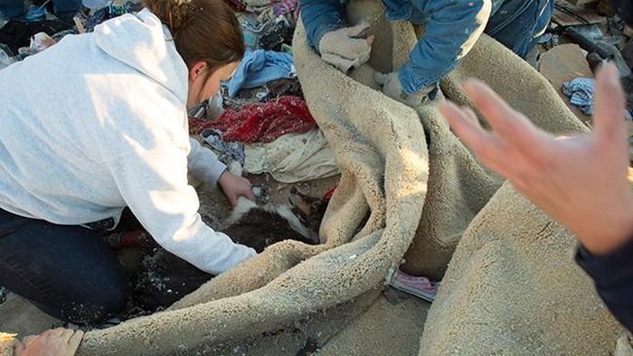 Он отыскал своего друга после урагана. Этот мужчина потерял всё свое имущество во время торнадо в штате Иллинойс, но какова же была его радость, когда он смог найти своего настоящего друга после урагана. - 8