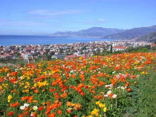 And here's the spring !!! ... Italy, Bordighera