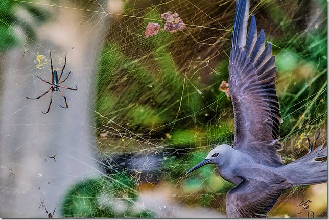 Extraños e insólitos hechos que ocurren en las fotografías, cosas que uno no esperaría encontrar allí.