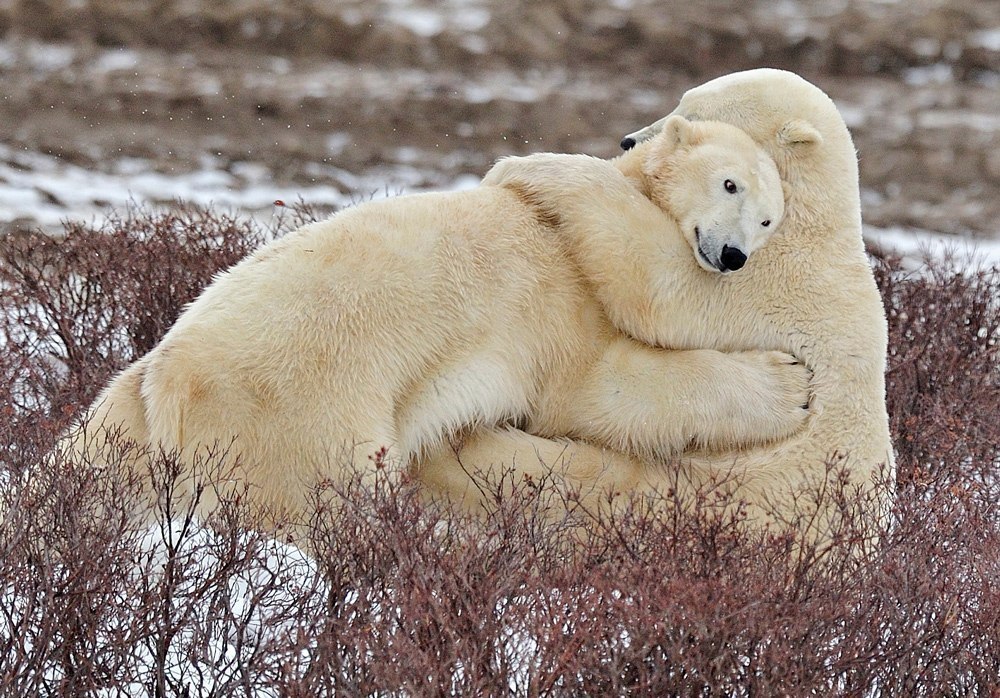 Polar bears in the Churchill National Park, Canada