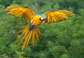 Амазония - 8