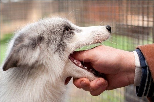 Одомашненные лисы, Новосибирск. Фото - Алексей Новиков - 5