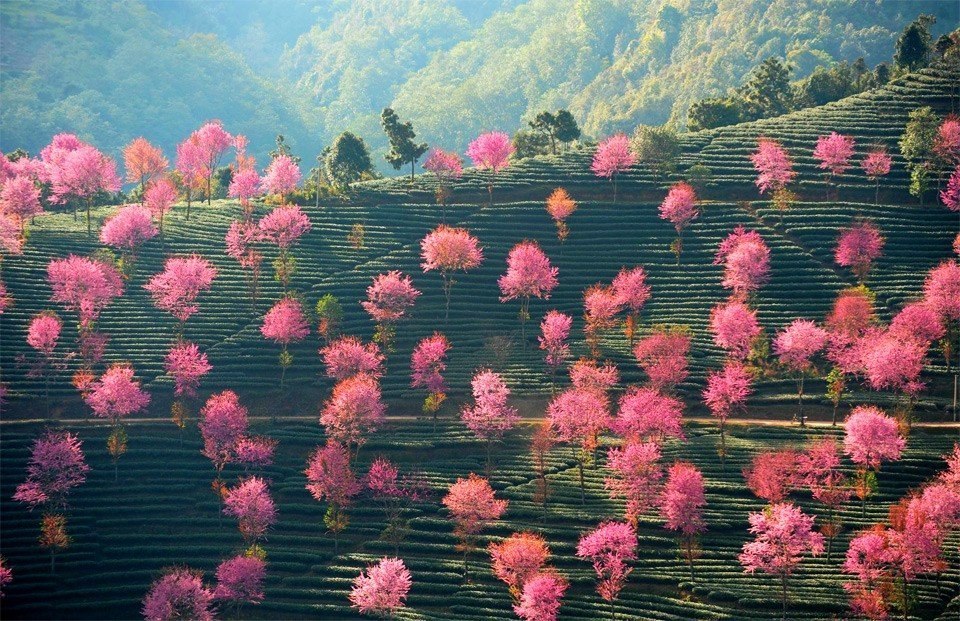 Pink trees on the hills of China