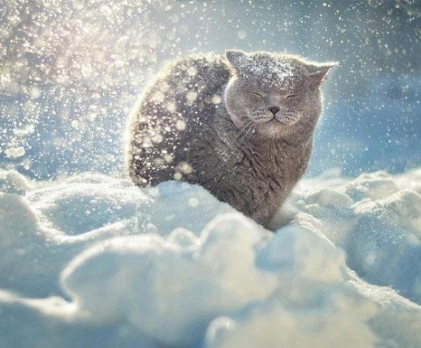 Улыбающиеся животные - 6