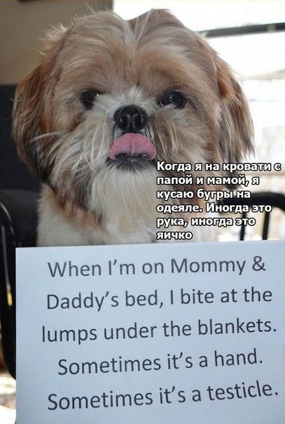 Признания собак - 8