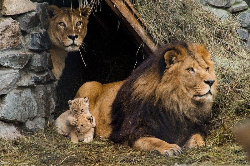 Счаcтливое семейство в новосибирском зоопарке, Россия
