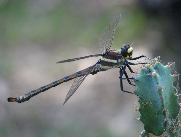 Petalura gigantea — самая большая стрекоза в мире. Размах крыльев у самок достигает 130 мм, у самцов — 120 мм. Это крупнейшая из ныне живущих стрекоз