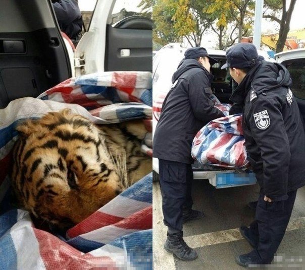Новое развлечение богатых китайцев — ритуальные убийства тигров. Китайская полиция сообщила, что более 10 тигров было убито в городе Чжаньцзян, провинции Гуандун, во время ритуалов, проведенных для высокопоставленных чиновников и богатых бизнесменов, жела