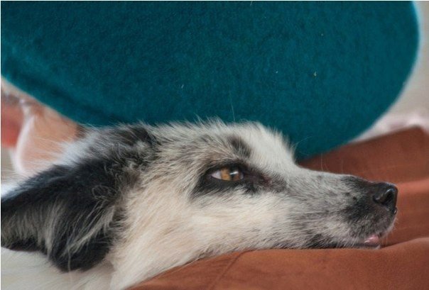 Одомашненные лисы, Новосибирск. Фото - Алексей Новиков