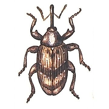 Цветоеды: обязательные работы в плодовом саду<br>или как сохранить будущий урожай. Относительно вредоносности цветоедов все агрономы и садоводы-любители едины во мнении - эти вредители одни из самых опасных. Многие имели опыт, когда после завершения цвете