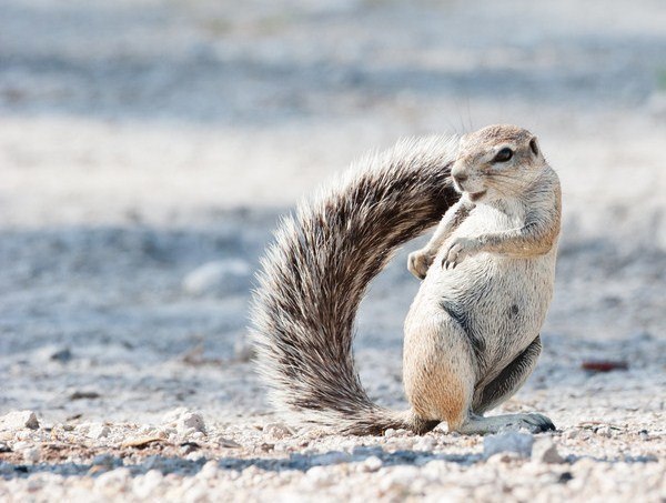 Земляна білка, Намібія