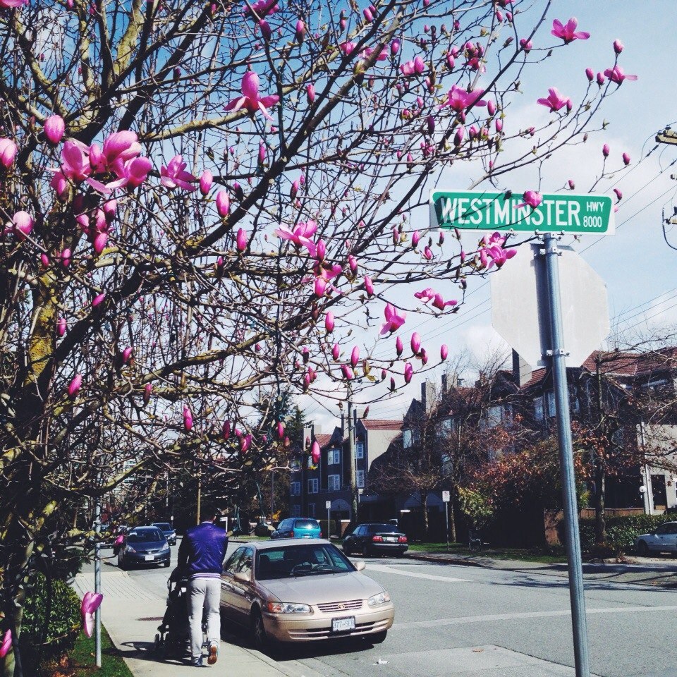 Cherry blossom in Richmond, Canada