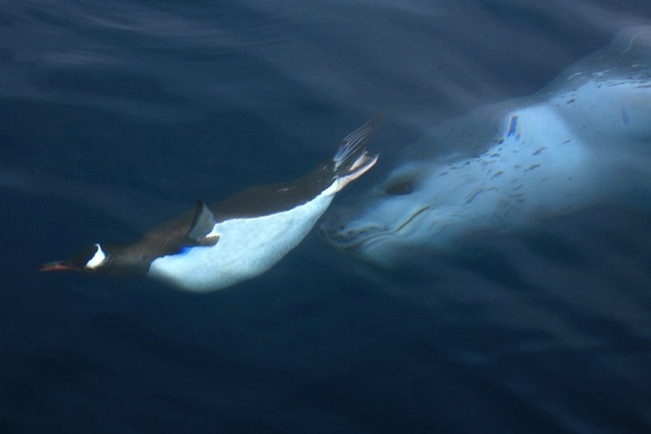 Антарктида - 8