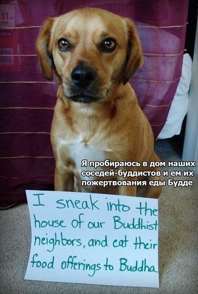 Признания собак