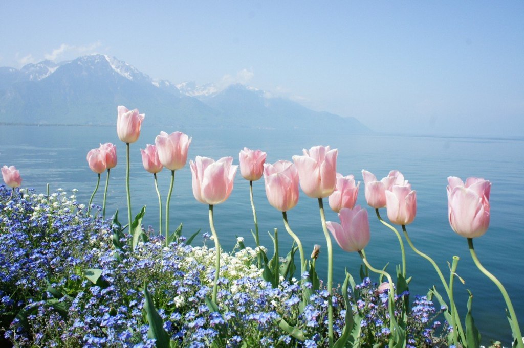 Spring in the Alps, Switzerland