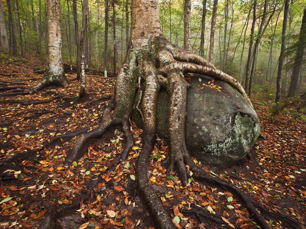 Birch on a boulder, Adirondack National Park, USA