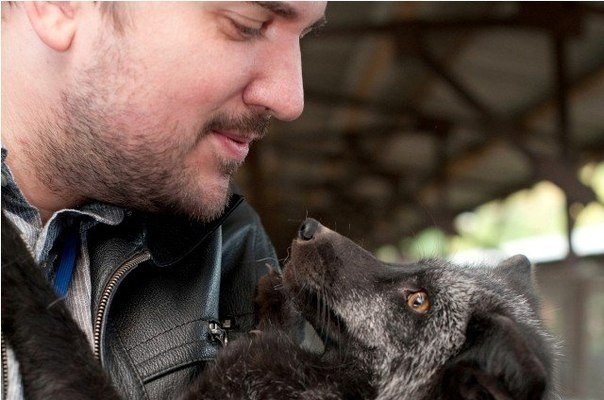 Одомашненные лисы, Новосибирск. Фото - Алексей Новиков - 7