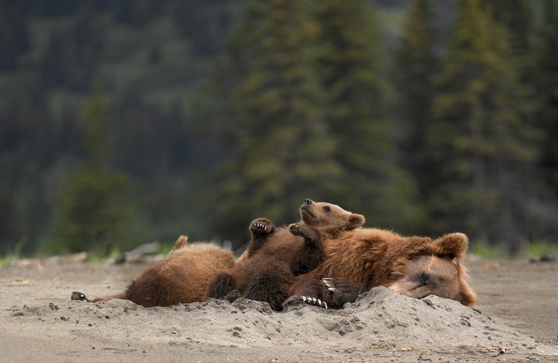 Мама с медвежонком отдыхают, Камчатка, Россия